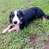 bordercollie2018