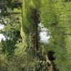 swampcrawler8