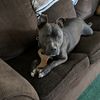 pittbullmom62