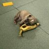 perritoplatano