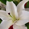opale_22