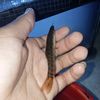 ipanratauboncos