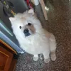 ciclope980
