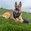 charlie_goofy_gsd