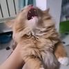 kiy_anakorang