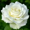 pinkyrose198198