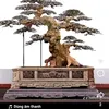 dy388ls9are5