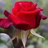 mdnouralom263