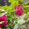 sojib_islam_444
