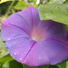 zainabdesa