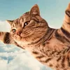 catstory04