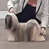 donnakirstiechamb