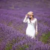 Lavender3107