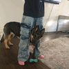 lexi_the_trex