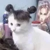 pennybuns