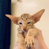 UltraVires Oriental Shorthairs