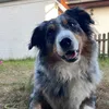 save_my_dog4