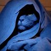 blue_cat_8019