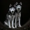 adamwithahusky