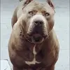 pitbulldasull