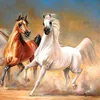 alsultan441