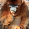 monkekan