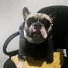 ducky_bulldog