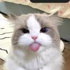 who.r_