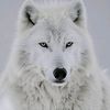 lobito21.com