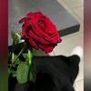 fariha4372