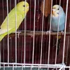rajveersarkar848