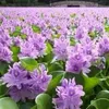 hoa_hong562
