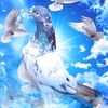 user5205837106614