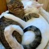 kot_miay777