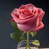 .user5175490992753