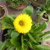paprisaha7381