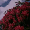 zahra_lol12390