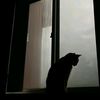gadaapaapanya_1
