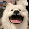 aqiii_aqvs