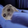 gatitameowmeow17