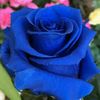 joydebshil746