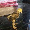 ayam.sayur996