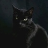 black.cat5731