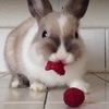 el_fluffy_bunny