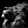 lions_heart1