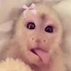 nayla00.5