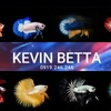 kevin_bettafish