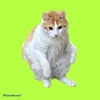raposofofao