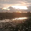 2305206v