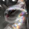 nekochan6438